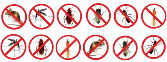 Dedetizadora na Vila Rubi